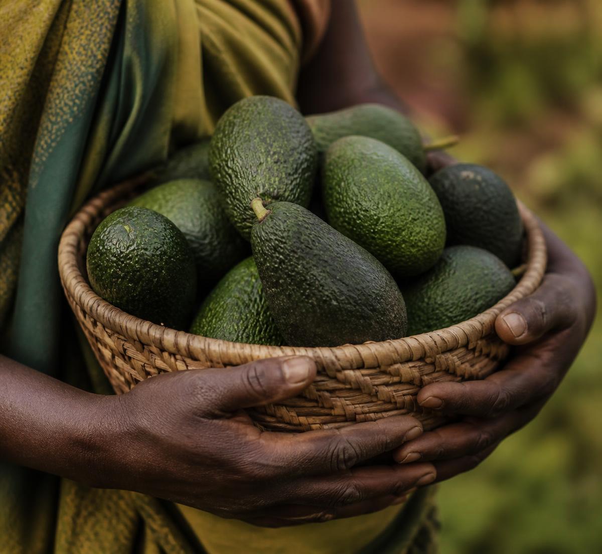 A farmer holding a woven basket of freshly harvested avocados